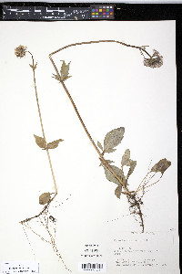 Valeriana capitata image