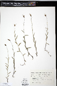 Campanula aurita image
