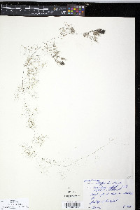 Utricularia inflata image