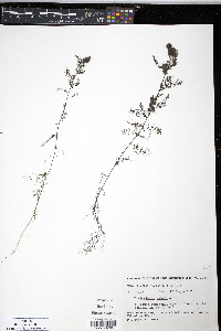 Utricularia minor image