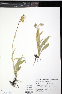 Arnica alpina image