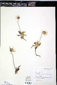 Arnica lessingii image