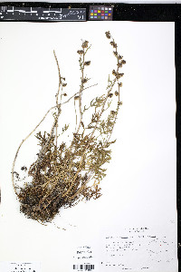 Artemisia arctica image