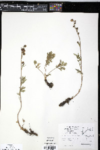Artemisia arctica image