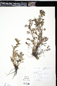 Artemisia arctica image