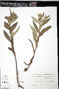 Aster nemoralis image