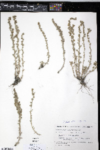 Artemisia frigida image