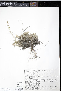 Artemisia frigida image