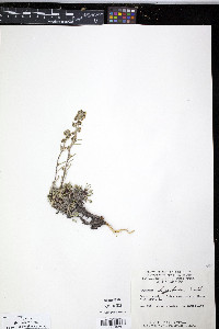 Artemisia hyperborea image