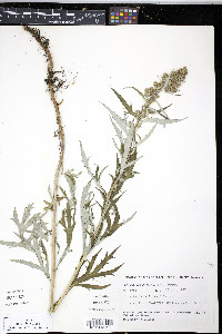 Artemisia tilesii image