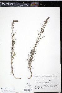 Artemisia tilesii image