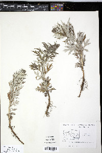 Artemisia tilesii image