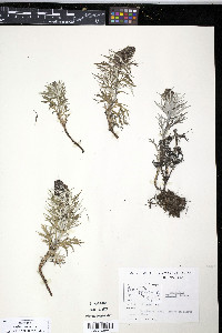 Artemisia tilesii image