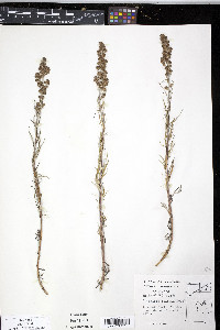 Artemisia tilesii image
