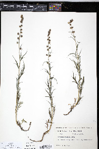 Artemisia tilesii image