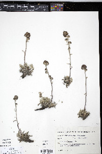 Artemisia tilesii image