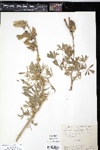 Lupinus arboreus image