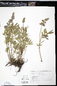Lupinus arcticus image