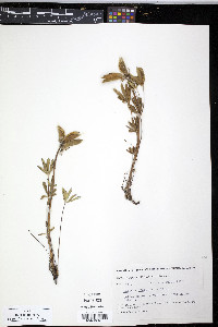 Lupinus arcticus image