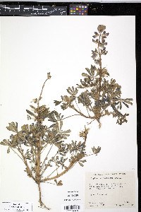 Lupinus succulentus image