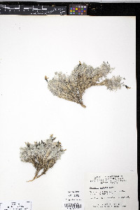 Oxytropis arctobia image