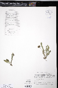 Oxytropis deflexa var. foliolosa image