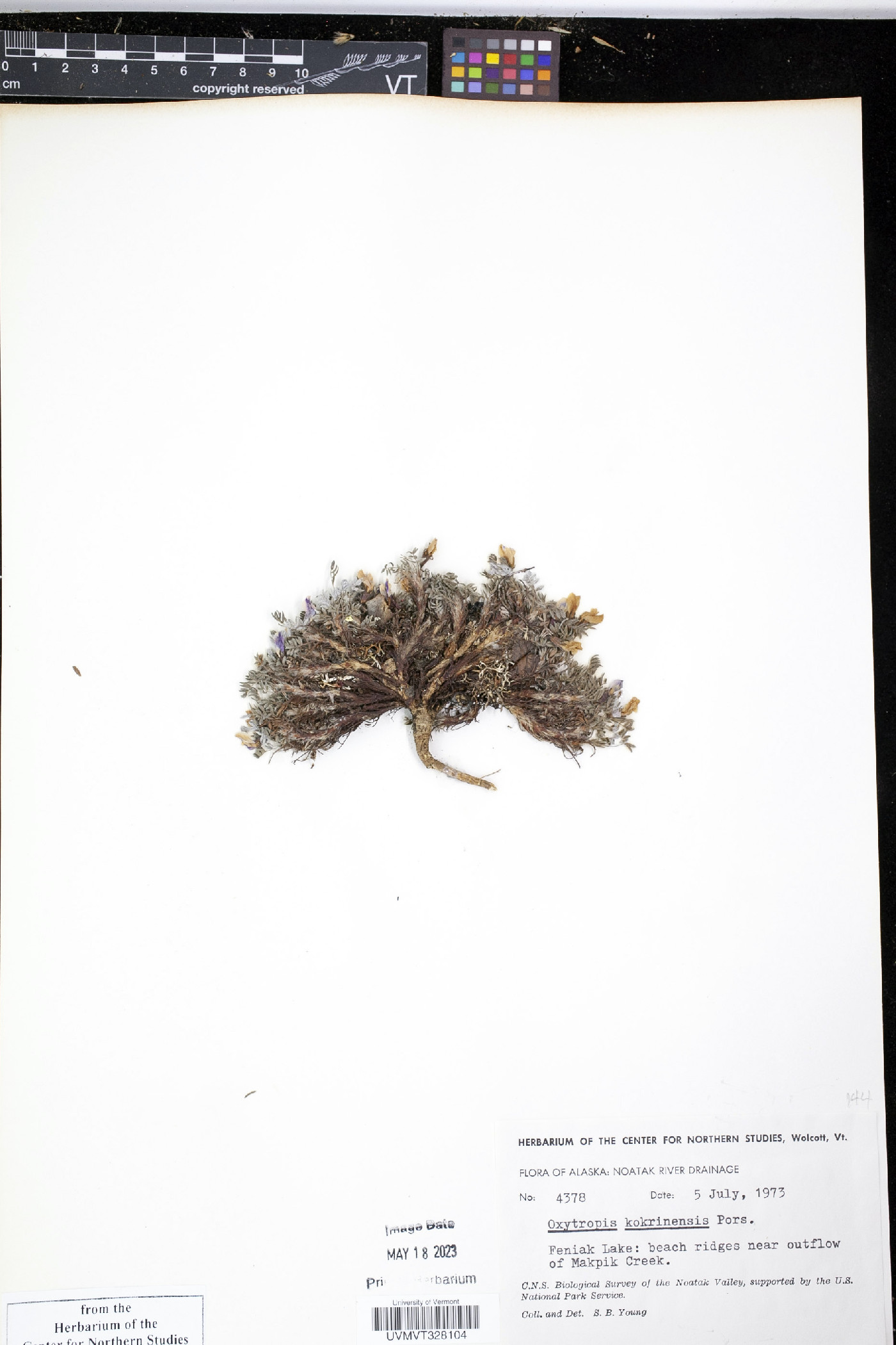 Oxytropis kokrinensis image