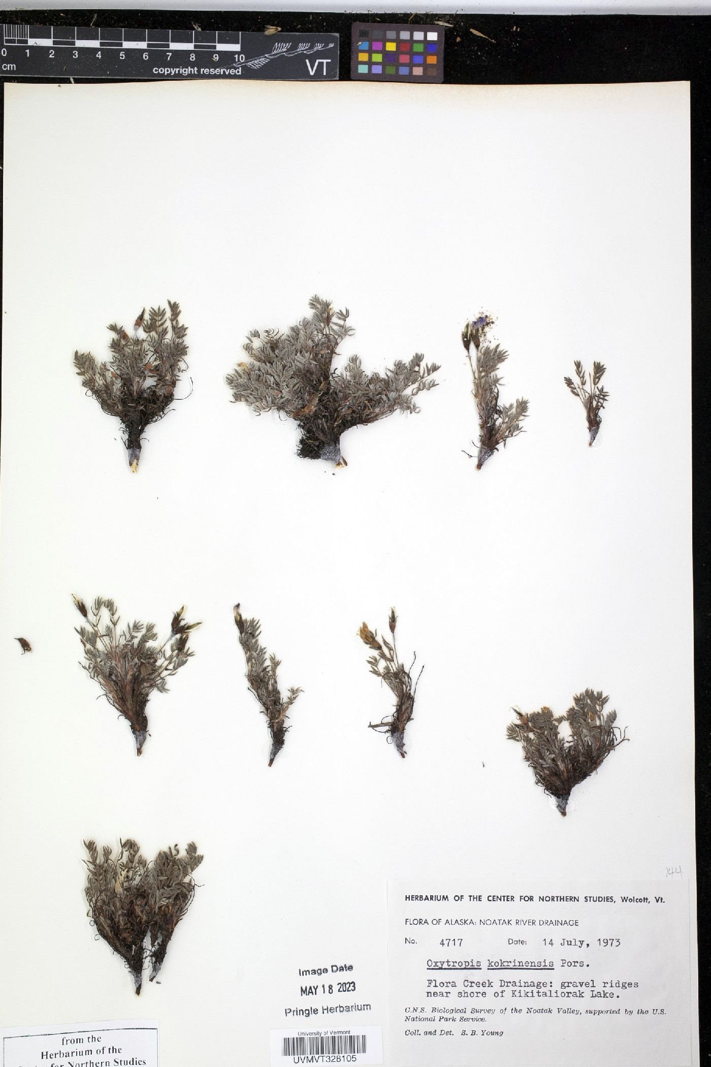 Oxytropis kokrinensis image