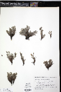 Oxytropis kokrinensis image