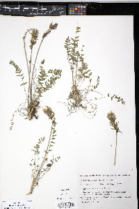 Oxytropis viscida image