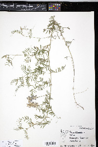 Vicia cracca image