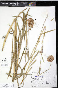 Lilium columbianum image