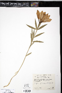 Lilium philadelphicum image