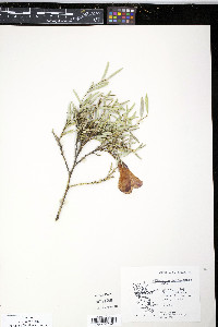 Philesia magellanica image