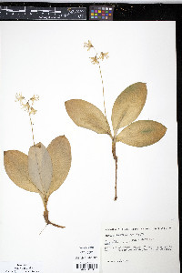 Clintonia borealis image