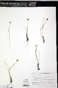 Gagea serotina image