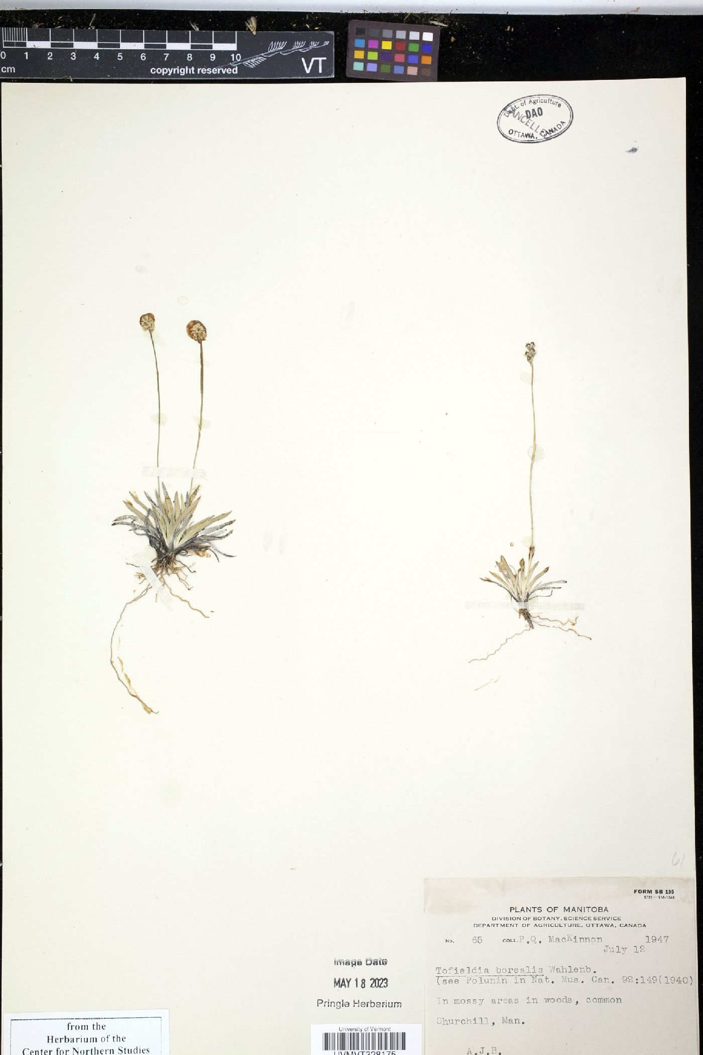 Tofieldia pusilla subsp. pusilla image
