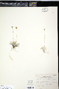 Tofieldia pusilla subsp. pusilla image