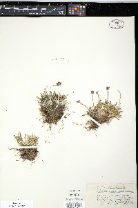 Tofieldia coccinea image