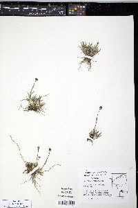 Tofieldia coccinea image