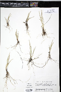 Triantha glutinosa image