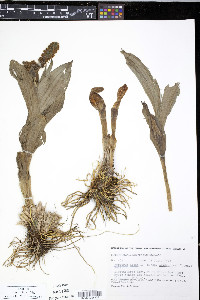 Veratrum album image