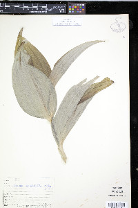 Veratrum eschscholtzii image