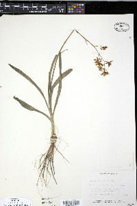 Zigadenus elegans image