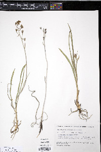 Zigadenus elegans image