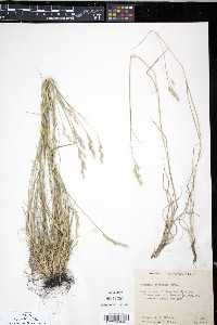 Danthonia compressa image