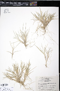 Deschampsia brevifolia image