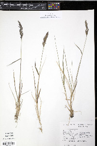 Calamagrostis stricta image