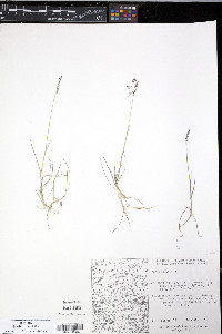 Poa arctica image