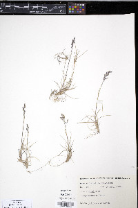 Poa arctica image